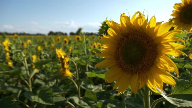 Vibrant sunflower in bloom against bright sky. Yellow petals surround dark center. Field of sunflowers in soft focus. Summer blossom. 