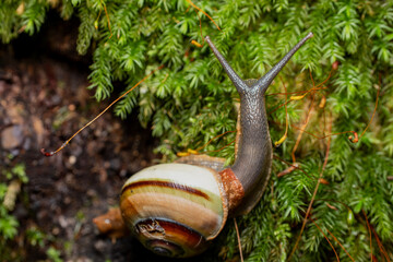 Eobania vermiculata - Side macro of snail crawling on mossy branch