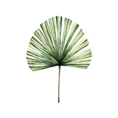 Realistic palm leaf. Watercolor hand drawn vibrant green tones. Isolated botanical Licuala grandis illustration on transparent background. Perfect for tropical design projects. For designers