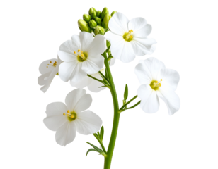 Single White Wallflower Stem with Open Blooms and Buds, Transparent PNG”