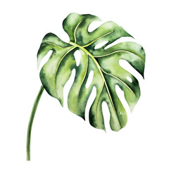 Realistic monstera leaf. Watercolor hand drawn vibrant green tones. Isolated botanical illustration on transparent background. Perfect for tropical design projects. For designers, invitations