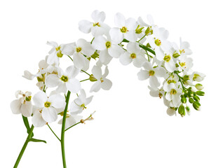 Fototapeta premium Curved White Wallflower Spray with Leafy Stems, Botanical Illustration PNG