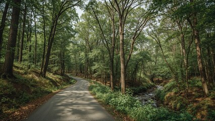 Naklejka premium A lone road cutting through a thick forest with tall tree trunks