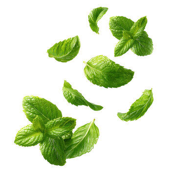 Fresh green mint leaves floating against a transparent background for culinary and herbal concepts