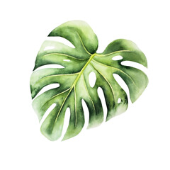 Realistic monstera leaf. Watercolor hand drawn vibrant green tones. Isolated botanical illustration on transparent background. Perfect for tropical design projects. For designers, invitations