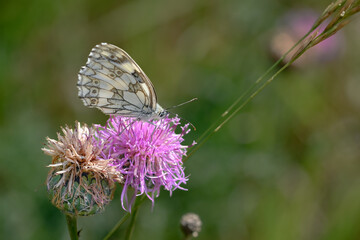Close-up photo of a white butterfly (Marbled White Melanargia galathea) on a pink flower, with a...