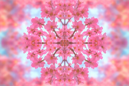 A vibrant kaleidoscope of pink cherry blossoms in full bloom against a soft blue backdrop