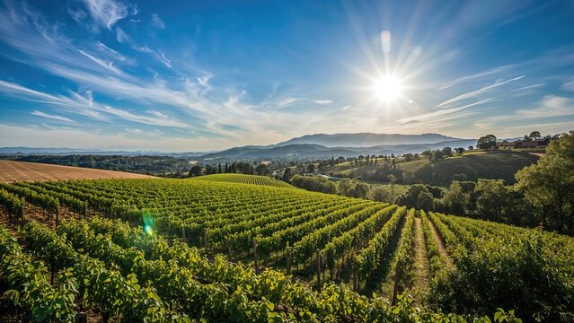 Bird's-eye view of rural vineyards during summer