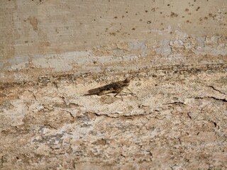 Camouflaged Grasshopper Resting on a Weathered Wall