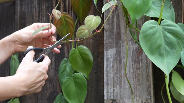 Hands cutting healthy philodendron stem with scissors for propagation, showcasing sustainable indoor plant care, gardening hobby, and DIY houseplant growing techniques against rustic wooden fence