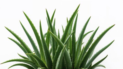 Fototapeta premium Aloe vera foliage casting a shadow on the backdrop