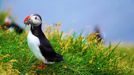 Isolated Puffin Bird Looking at Camera – Sharp Focus and Blurred Background - 01