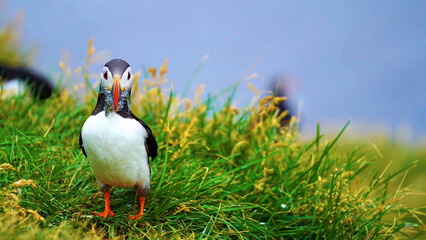Isolated Puffin Bird Looking at Camera – Sharp Focus and Blurred Background - 02