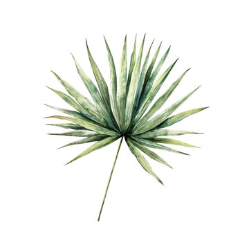 Realistic sabal palm branch. Watercolor hand drawn vibrant green leaf. Isolated botanical kentia illustration on transparent background. Perfect for tropical design projects. For designers, wedding