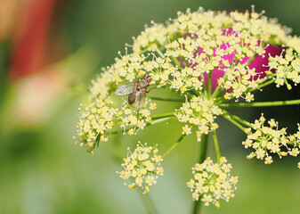 a fly feeding on a wildflower bloom