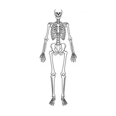 Detailed outline of a human skeleton showcasing anatomical structure, perfect for educational resources or spooky Halloween themed designs.