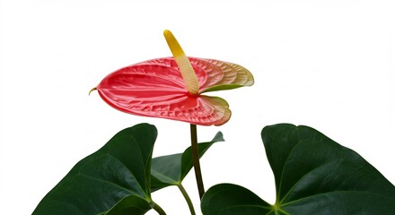 Fleur anthurium rose vif eclatante studio fond blanc. AI Generated