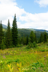 Mountain landscape. A blooming mountain meadow surrounded by forest. Ergaki Nature Park