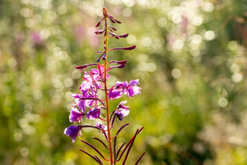 A blooming  fireweed (Epilobium angustifolium) in the morning sun, covered with dew droplets....
