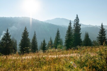 Mountain landscape. A mountain meadow overgrown with fir trees at sunrise. Ergaki Nature Park