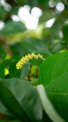 Yellow catkin blossom on green plant