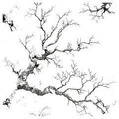 Antique organic texture, lichen texture engraving, hand-drawn botanical surface pattern, vintage plant sketch, retro forest effect, etched print design, vector illustration.