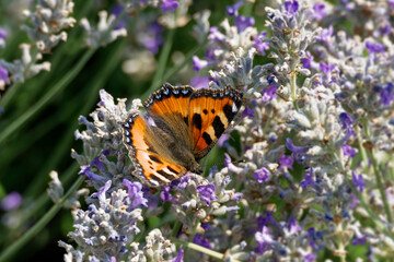 Obraz premium Small tortoiseshell butterfly (Aglais urticae) perched on lavender in Zurich, Switzerland