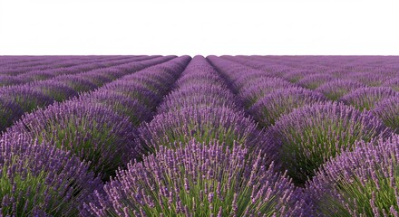 Obraz premium Stunning purple lavender field basking in soft morning light. AI Generated