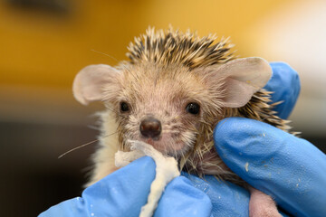 Volunteer feeds and orphaned hedgehog © Photos by L
