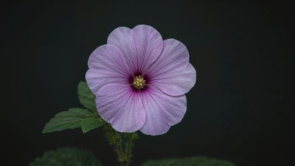 Lavender lilac zonal geranium flower with prominent pistil and petals isolated on dark background showcasing detailed texture and vibrant color