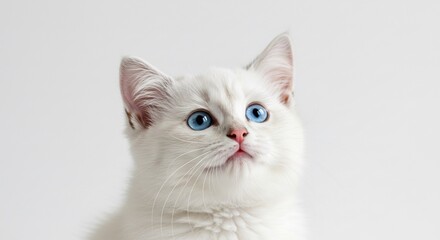 Fluffy white kitten stares intently soft light. AI Generated