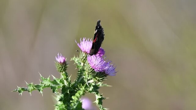 Mariposa sobre flor con fondo desenfocado