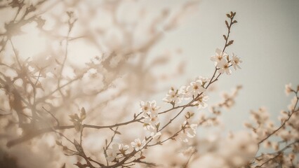 Vintage filtered background with white cherry blossoms of a spring tree in soft, abstract blur