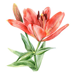 Red lily hand drawn watercolor illustration isolated on white background