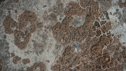 Creative visualization of fungal colonies on a rough concrete texture