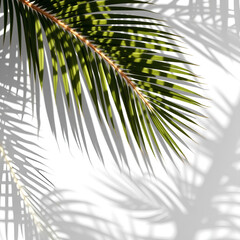 Obraz premium Tropical Palm Leaf Shadow on White Wall – Minimal Natural Background