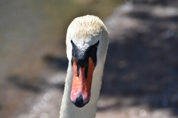 This is a mute swan in nature in summer day. You can see the head of the bird in the picture.