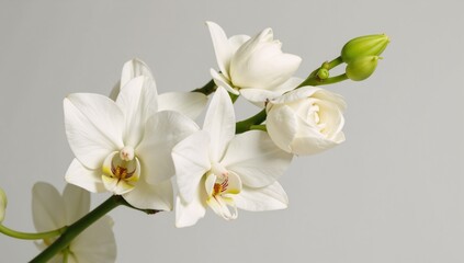 white orchid isolated on white background
