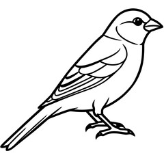 Finch line art vector