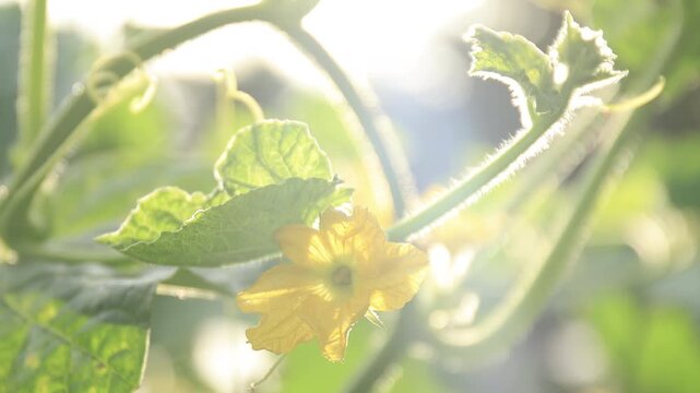 water gourd flower yellow close-up, vegetable gourd plant, young plants, winter melon garden, wax gourd farm nature, marrow organic in the plantation, ash gourd farming, home gardening of asian