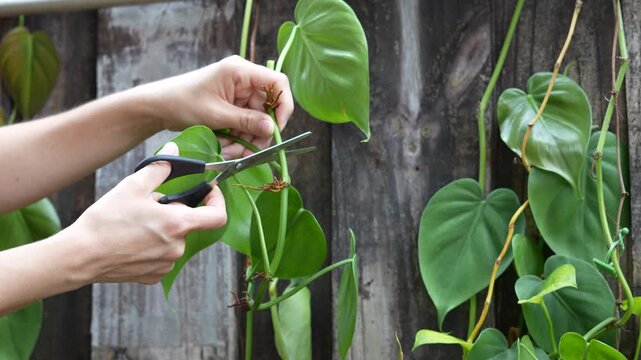 Hands cutting healthy philodendron stem with scissors for propagation, showcasing sustainable indoor plant care, gardening hobby, and DIY houseplant growing techniques against rustic wooden fence