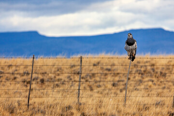 A bird in the Landscape of Patagonia in Chile