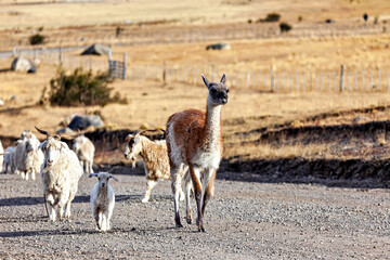 A herd of animal in the landscape of patagonia