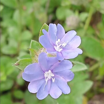 Blue flowers