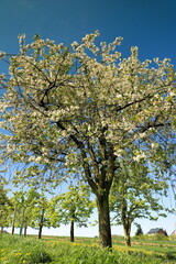 Kwitnące drzewo © Ireneusz