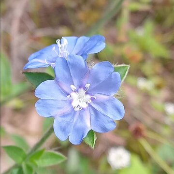 Blue flowers 