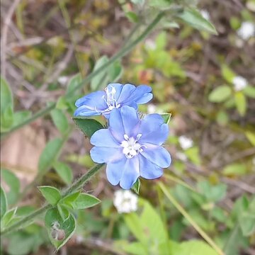 Blue flowers 