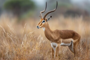 Naklejka premium Majestic antelope standing gracefully in golden grassland during a misty morning