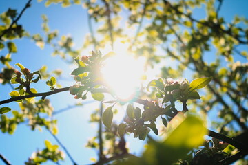 Słońce w sadzie © Ireneusz