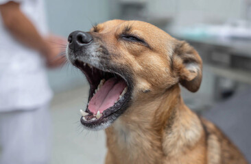 Dog yawning during dental exam, humorous and candid moment in clinical context. 